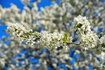 Kirschblüten im Frühjahr