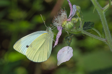 23.06.2019 DE, NRW, Köln, Wahner Heide Kleiner Kohlweißling Pieris rapae (LINNAEUS, 1758)