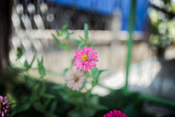 Little pnk flowers in the green garden at summer season