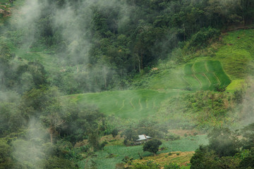 morning in the forest