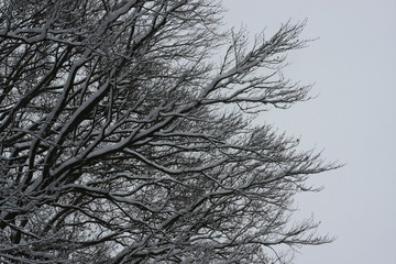 Schneebedeckte Bäume mit schneebedeckten Ästen als Winterwald für Winterspaß mit Schnee nach starkem Schneefall und lädt zum Winterspaziergang und Schneeballschlacht ein