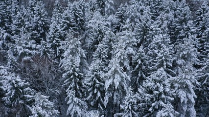 Aerial top view of winter snowy forest with fir-trees, pines, spruces in snow. Russia, Lapland. Christmas season. Beautiful texture with trees, wallpaper.