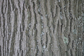 Obraz premium Tree Bark Texture Wood Rough Poster