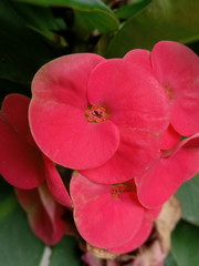 red flower in the garden