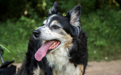 Best Dog In The World