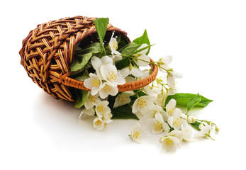 Jasmine flowers in a basket.