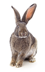 Fototapeta na wymiar One brown rabbit.