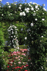 薔薇の門の中に見えた白い薔薇の塔