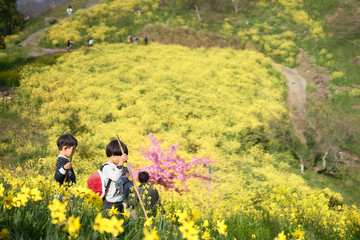 Yellow flowering fields,  nature spring landscape. Shot in Iyoshi, Ehime, Japan.