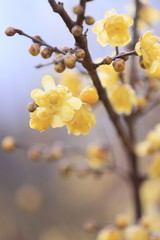 香る黄色いロウバイ
