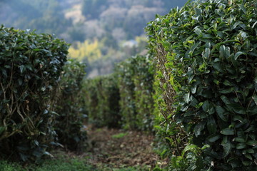 Fototapeta na wymiar 山里の茶畑