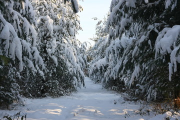Winterliches Landschaftsidyll nach starkem Schneefall eingeschneit und gefroren für Winterspaß...