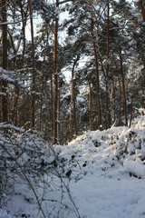 Winterliches Landschaftsidyll nach starkem Schneefall eingeschneit und gefroren für Winterspaß und Wintersport wie Rodeln, Schlittenfahren, Skifahren, Skilanglauf und Schneeballschlacht Winterurlaub