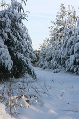 Winterliches Landschaftsidyll nach starkem Schneefall eingeschneit und gefroren für Winterspaß...