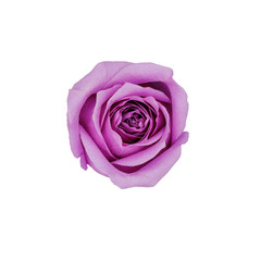 pink rose in top view and isolated on white background