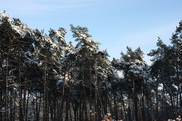 Winterliches Landschaftsidyll nach starkem Schneefall eingeschneit und gefroren für Winterspaß...