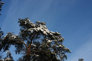 Winterliches Landschaftsidyll nach starkem Schneefall eingeschneit und gefroren für Winterspaß und Wintersport wie Rodeln, Schlittenfahren, Skifahren, Skilanglauf und Schneeballschlacht Winterurlaub