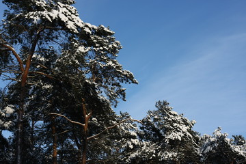 Winterliches Landschaftsidyll nach starkem Schneefall eingeschneit und gefroren für Winterspaß...