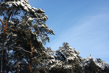 Winterliches Landschaftsidyll nach starkem Schneefall eingeschneit und gefroren für Winterspaß...