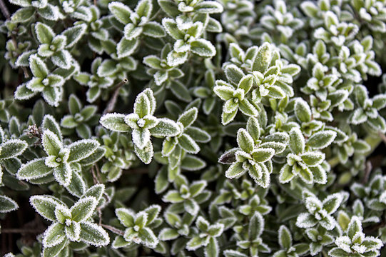 Thymian mit Raureif