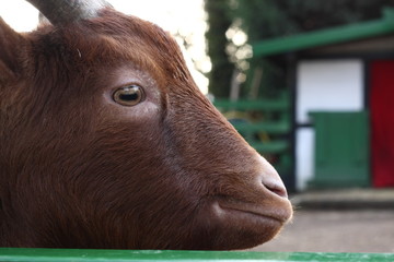 Lustig schauende Ziege schaut in die Kamera durch einen grünen Zaun mit Hörnern und lustigem...