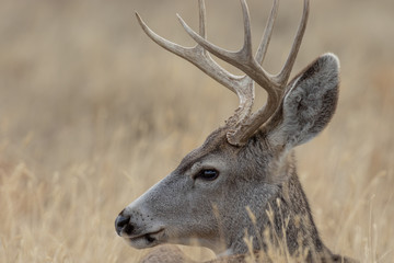 Mule Deer Buck in Colorado in Fall