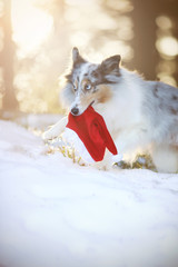 Sheltie apportiert Nikolausmütze