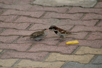 two lovely birds feeding