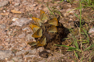 04.07.2019 DE, NRW, Eifel, Lampertstal Kaisermantel, Silberstrich Argynnis paphia (LINNAEUS, 1758)