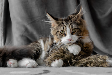 Maine Coon Katze Pfoten überschlagen