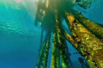 Underwater view of a salt water pier