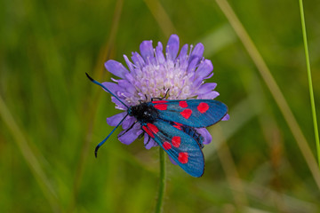 06.07.2019 DE, NRW, Eifel, Lampertstal Sumpfhornklee-Widderchen Zygaena trifolii (ESPER, [1783])