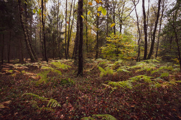Boden eines Mischwaldes im Herbst