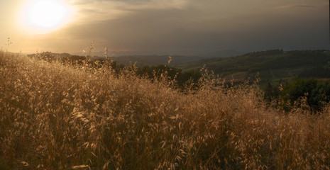 Tuscan oatfield in warm light at Sunset