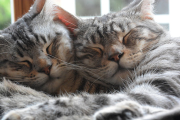 my cuddly Bengal cats