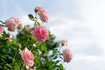  Wide web banner with roses © neirfy