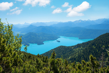 Fototapeta na wymiar turquoise lake walchensee, view from herzogstand mountain, bavarian alps. blue sky with fluffy clouds