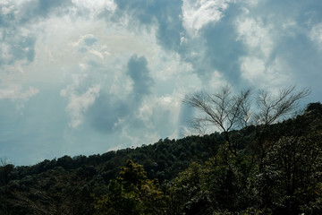 trees and blue sky