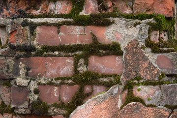 Old brick orange sprawled wall. wall covered with moss.