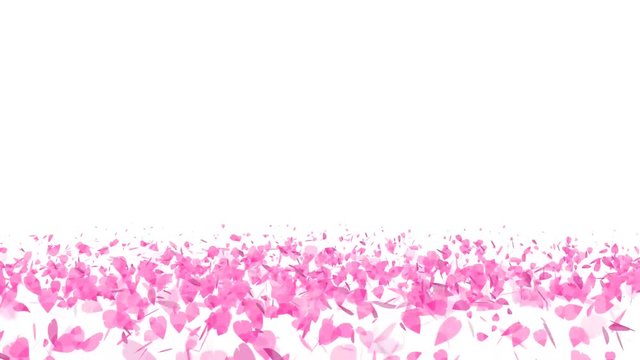 million pink sakura leaves twirly on floor isolated background