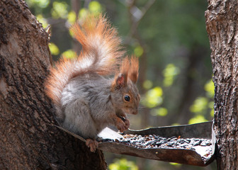 Squirrel during the change of color of the fur. Squirrel and feeder close-up. The squirrel is from a city feeding trough.