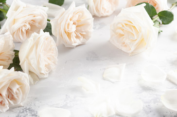 Beautiful white  roses flowers .