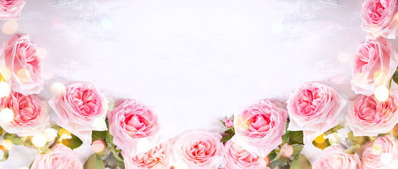 Beautiful pink roses flowers