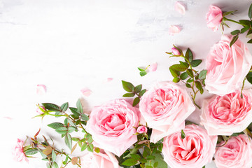 Beautiful pink roses flowers