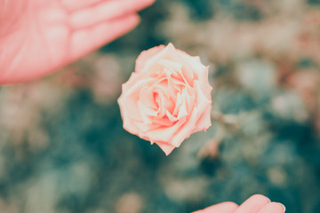 flower in bloom from soft pink rose in beauty woman hand at her home garden with vintage color tone