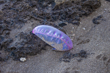 Portuguese Man of War washed up on Treasure Beach, Jamaica