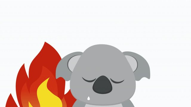 Koala and Australia flag and after crying because of fire. 4k animation with transparent background can be used as overlay. 2d cartoon.