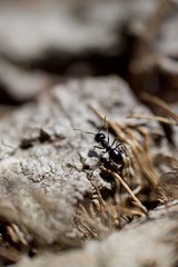 Fourmi macro