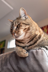 chat perché sur le cananpé