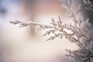 Icy Cedar Tree Needles with Warm Blurred Background